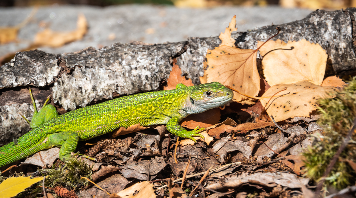 A Green Lizard rustling through leaves on the ground